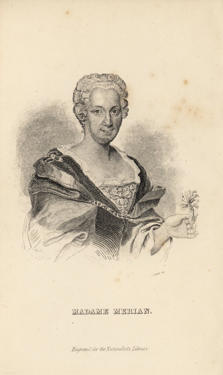Madame Merian oder Maria Sybilla Merian, deutsche Naturforscherin, Entomologin und wissenschaftliche Illustratorin, 1647-1717 von Unknown