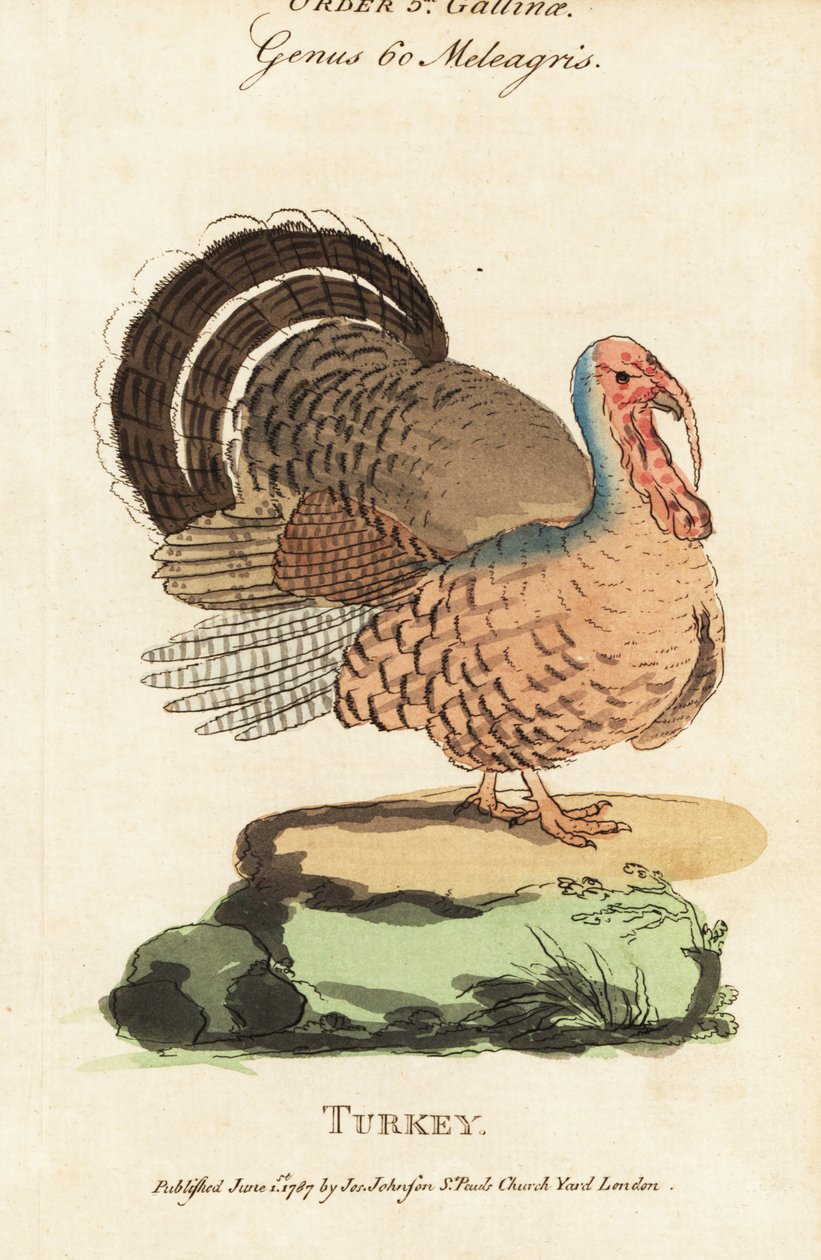 Truthahn, Meleagris gallopavo von (after) English School