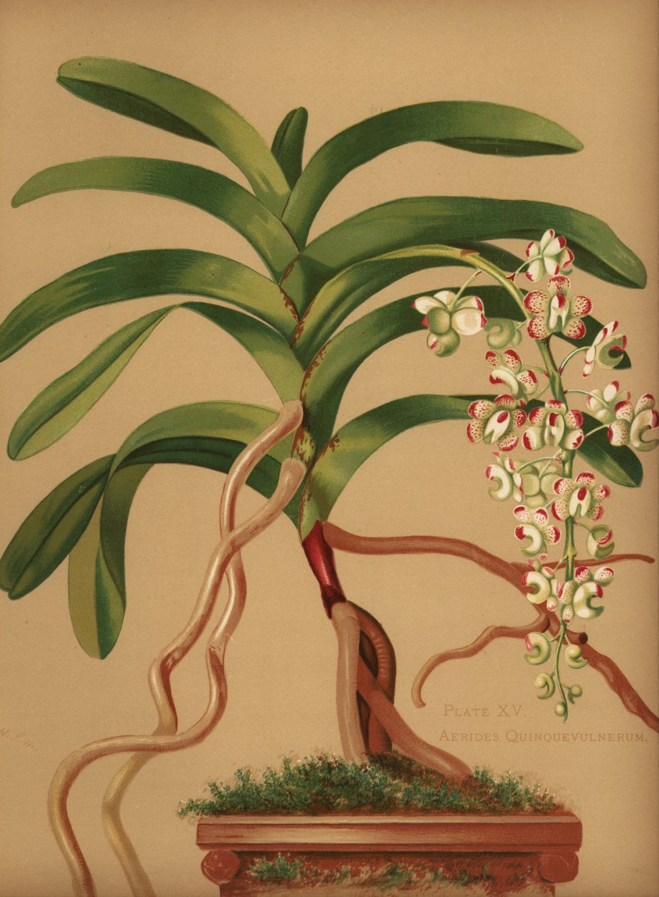 Katzenschwanz- oder Fuchsbürsten-Orchidee, Aerides quinquevulnera von Unknown