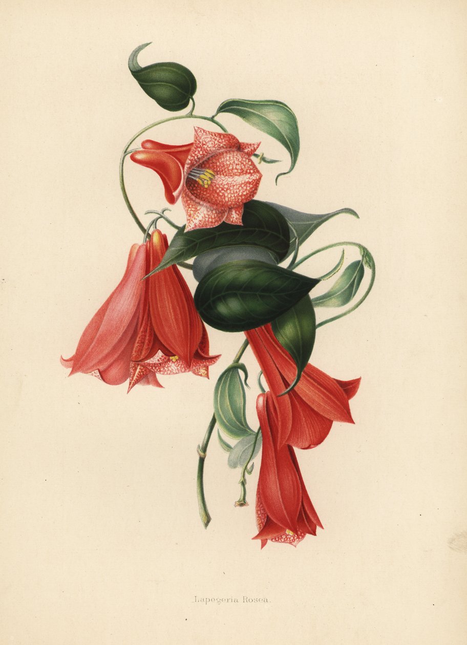 Chilenische Glockenblume oder Copihue, Lapageria rosea von Unknown