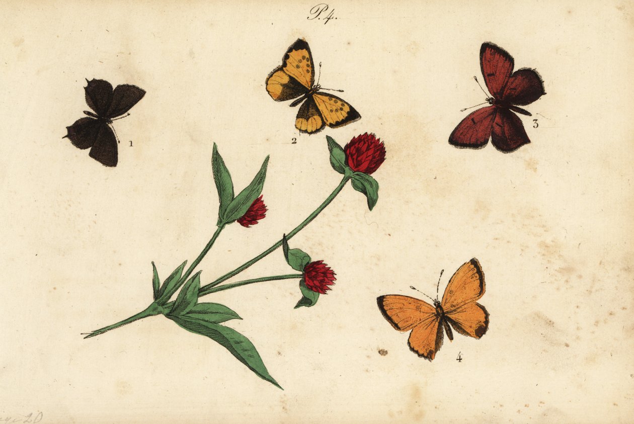 Hauhechel-Bläuling, Polyommatus icarus 1, Provence-Zipfelfalter, Tomares ballus 2, Violetter Feuerfalter, Lycaena hippothoe 3, und Dukatenfalter, Lycaena virgaureae 4 von Unknown