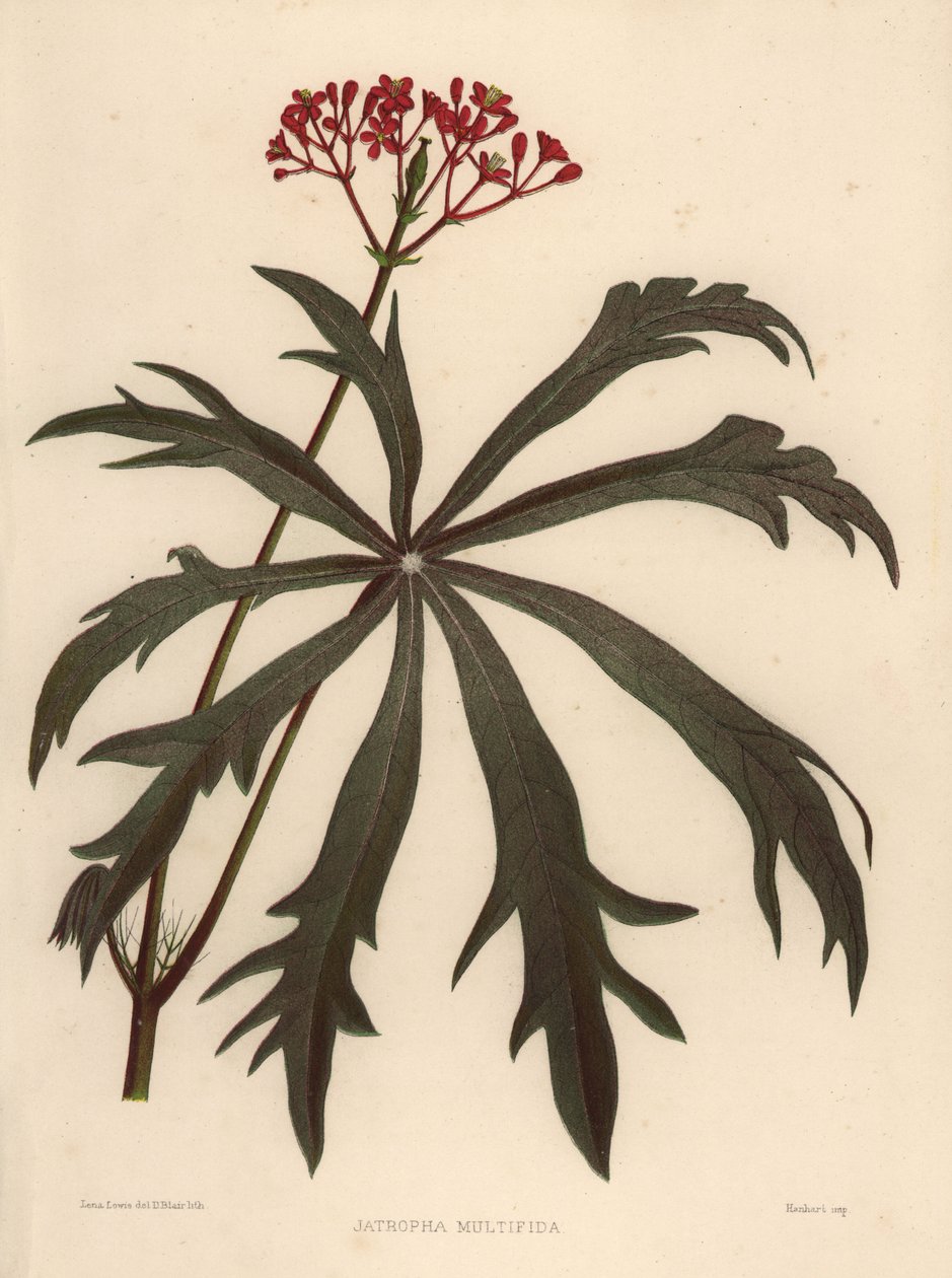 Korallenbusch, Jatropha multifida von Unknown