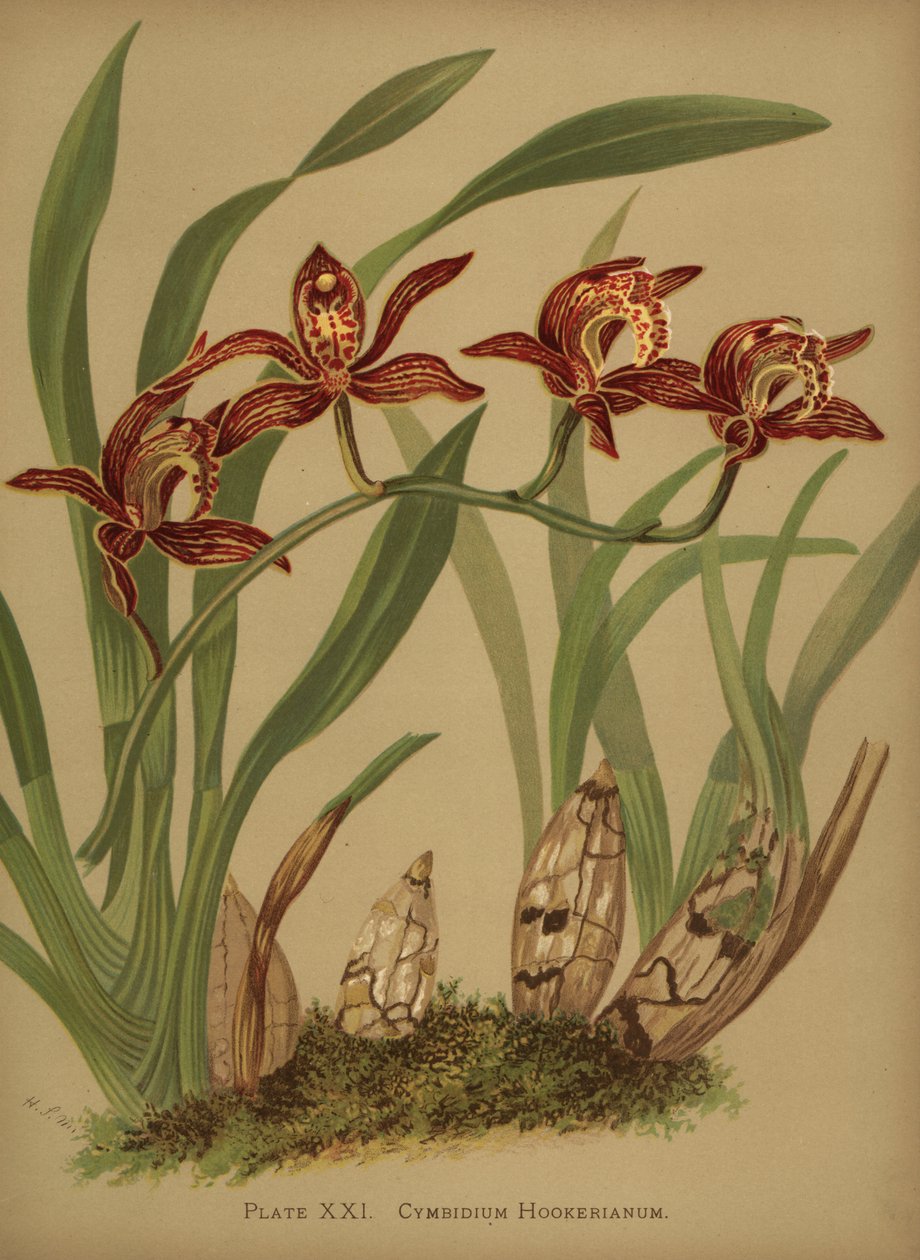 Cymbidium hookerianum-Orchidee von Unknown
