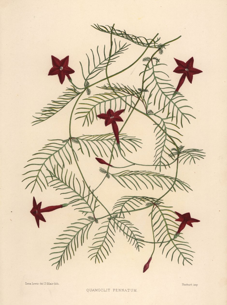 Zypressenwinde oder Zypressenwinden-Morgenröte, Ipomoea quamoclit von Unknown