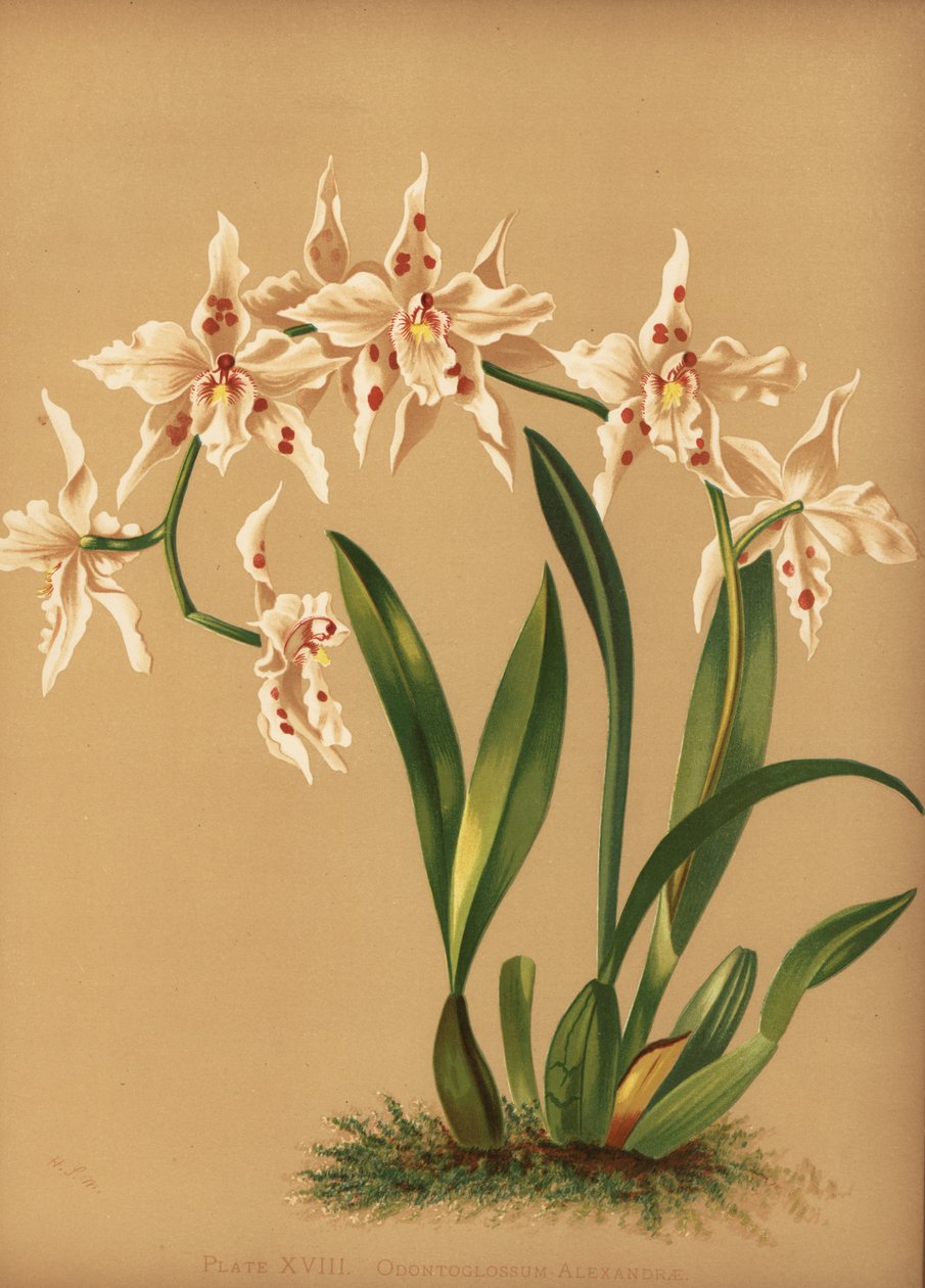 Tanzende Dame-Orchidee, Oncidium alexandrae (Odontoglossum alexandrae) von Unknown