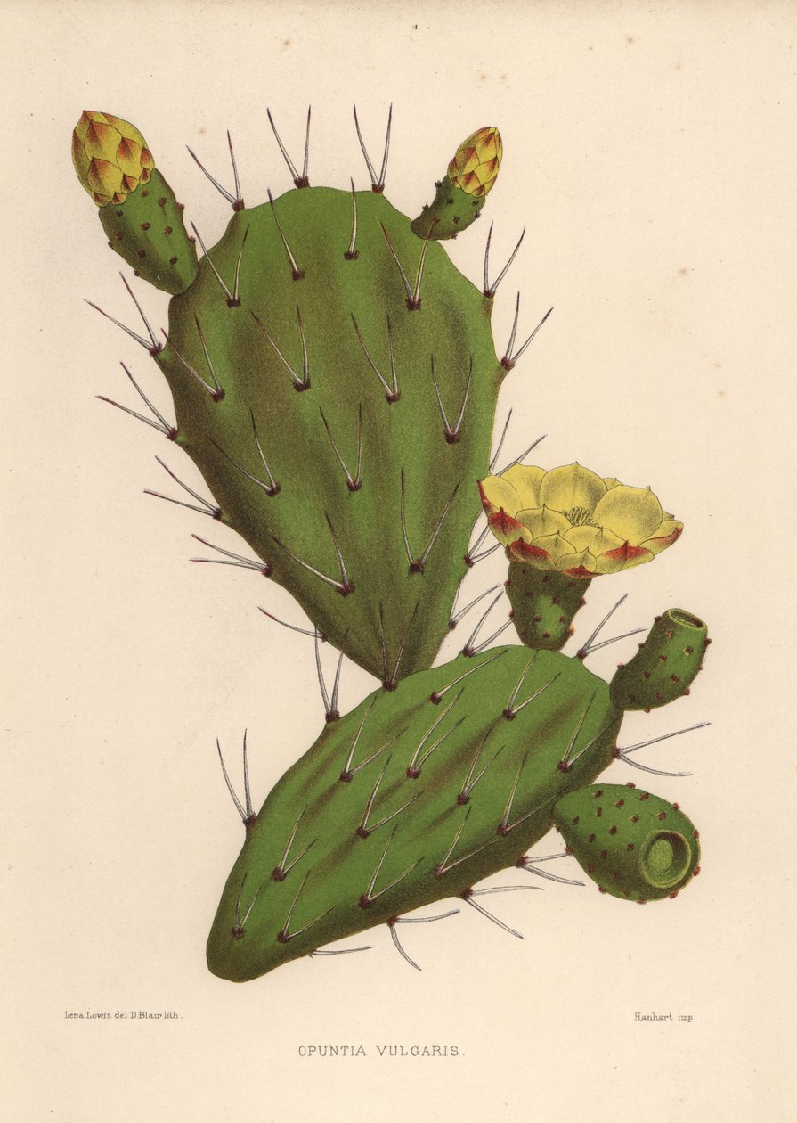 Östliche Feigenkaktus, Opuntia ficus-indica (Opuntia vulgaris) von Unknown