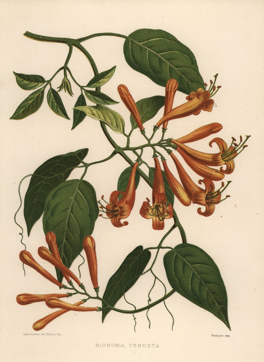 Flammenrebe oder Orange Trompetenrebe, Pyrostegia venusta von Unknown