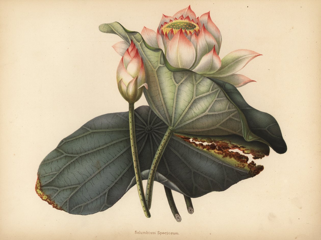 Indische Lotusblume, Nelumbo nucifera von Unknown