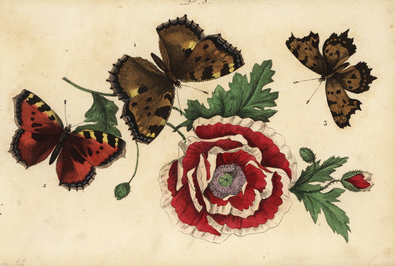 Großer Fuchs, Nymphalis polychloros 1, Kleiner Fuchs, Aglais urticae 2, und C-Falter, Polygonia c-album 3, mit Mohn von Unknown