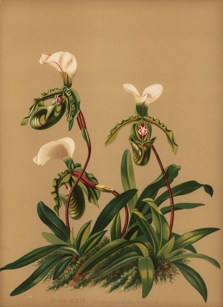 Paphiopedilum spicerianum-Orchidee (Cypripedium spicerianum) von Unknown