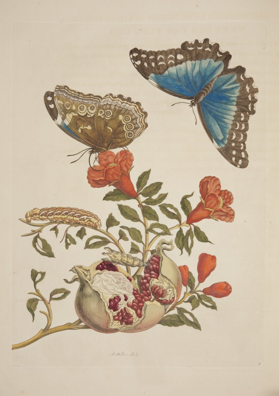 Tafel IX aus Metamorphosis Insectorum Surinamensium von Maria Sibylla Merian, 1705 von Unknown