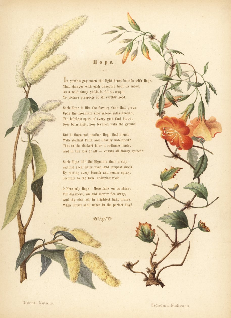 Gedicht mit Blumenrand von Ukshi, Getonia floribunda, und Trompetenrebe, Campsis radicans von Unknown