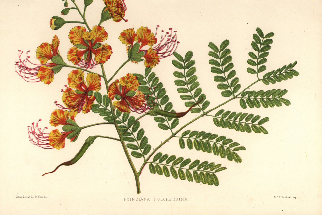 Poinciana, Caesalpinia pulcherrima (Poinciana pulcherrima) von Unknown