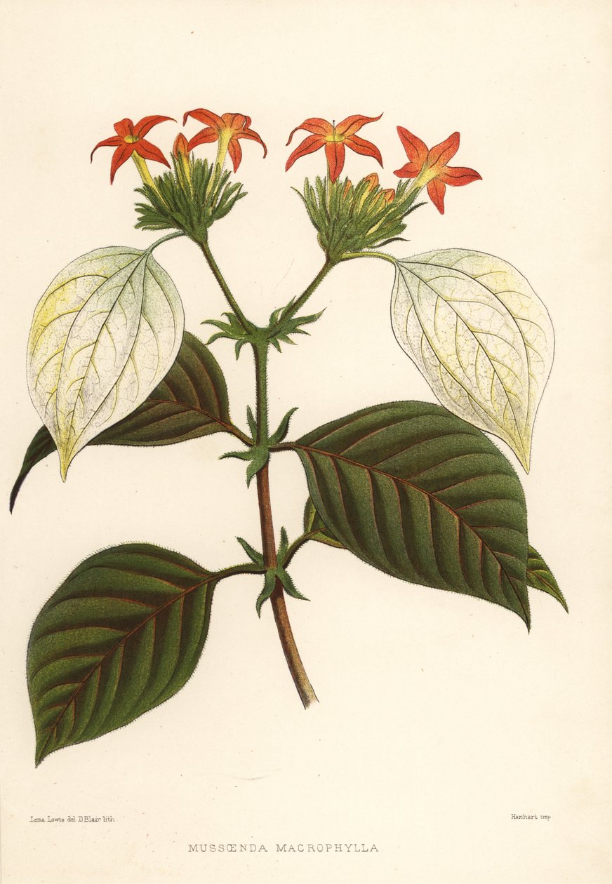 Süßwurzel, Mussaenda macrophylla von Unknown