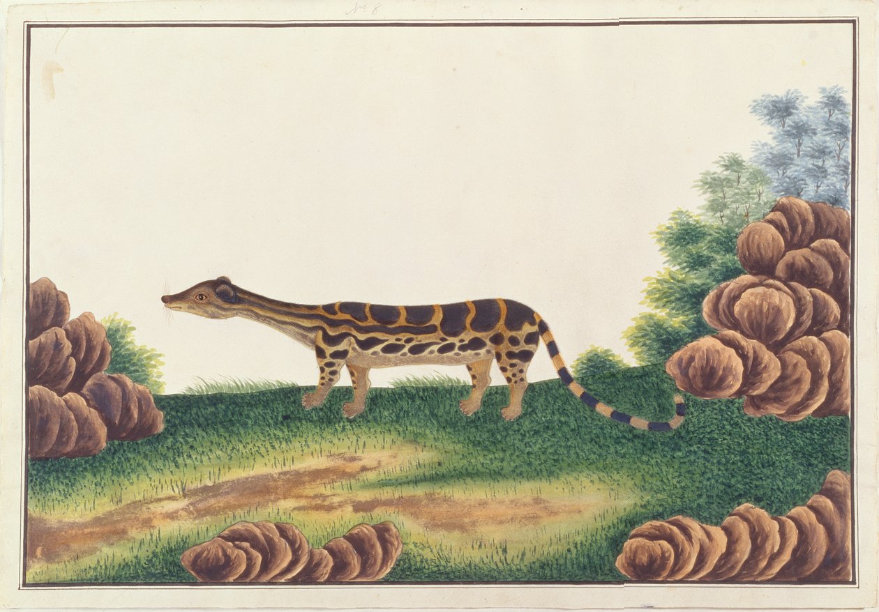 Gebänderter Linsang, aus Zeichnungen von Tieren, Insekten und Reptilien aus Malakka, ca. 1805-18 von Chinese School