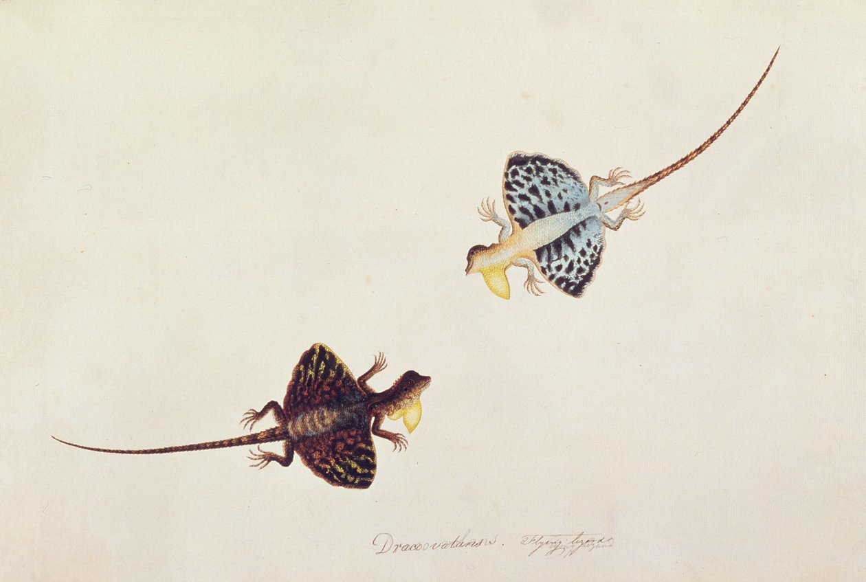Fliegende Eidechse, Draco volans, Soompah Soompah, aus Zeichnungen von Tieren, Insekten und Reptilien aus Malakka, ca. 1805-18 von Chinese School
