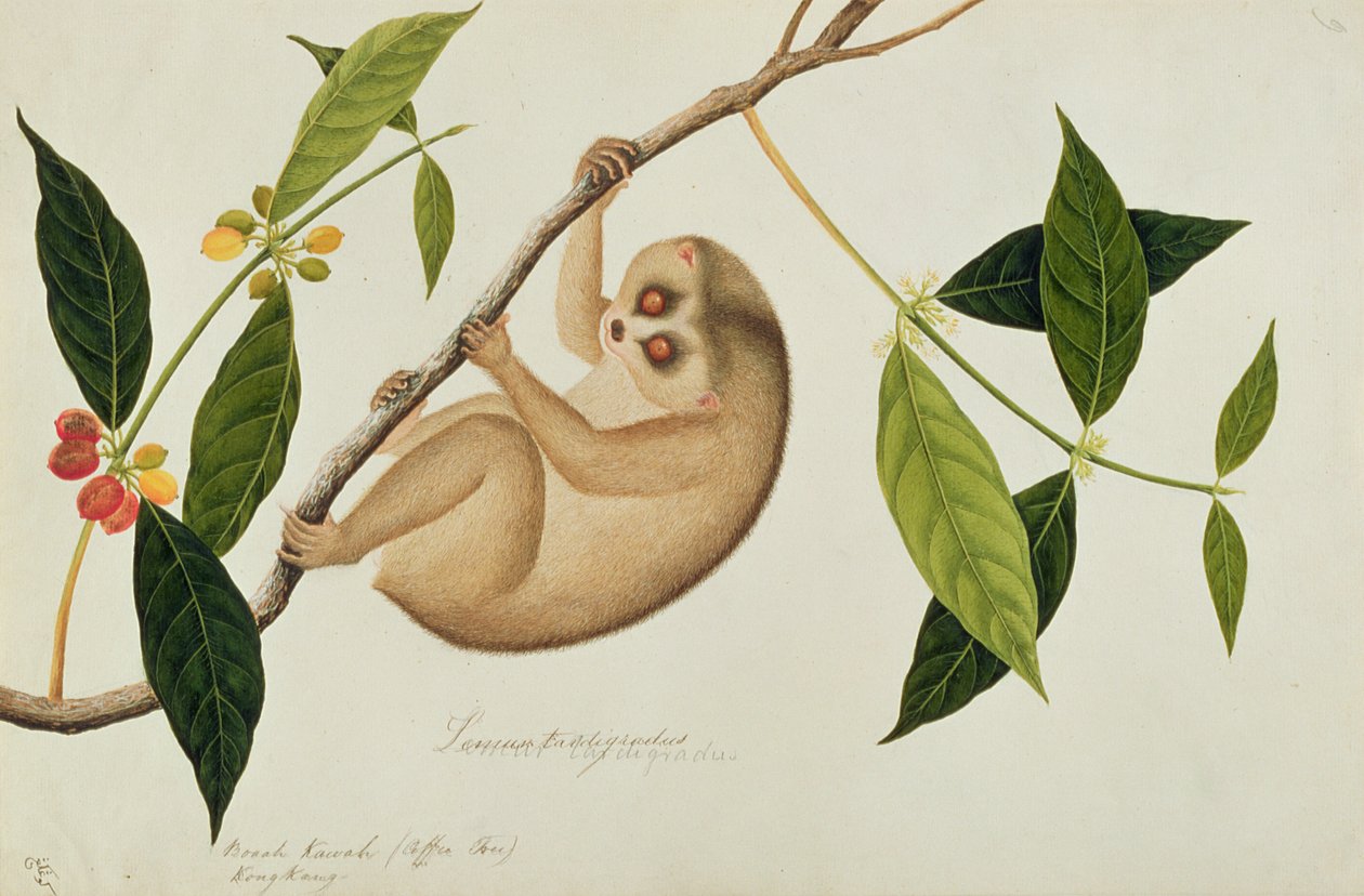 Lemur tardigradus, Booah Kawah (Kaffeebaum) Kong Kang, aus Zeichnungen von Tieren, Insekten und Reptilien aus Malakka, ca. 1805-18 von Chinese School