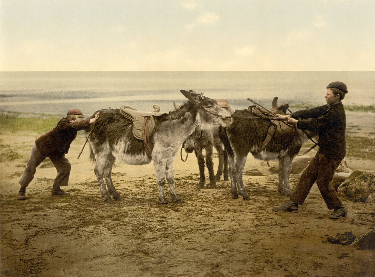 Esel am Strand, ca. 1890 - 1900 von English Photographer