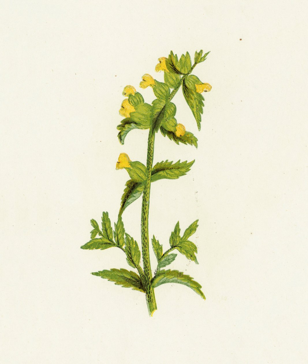 Große Klappertopf, Rhinanthus Crista-Galli von English School