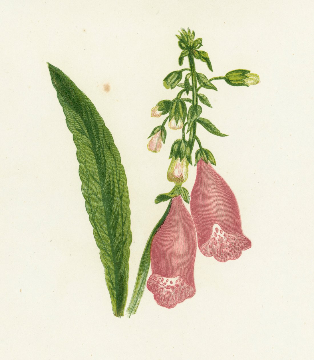 Roter Fingerhut, Digitalis Purpurea von English School