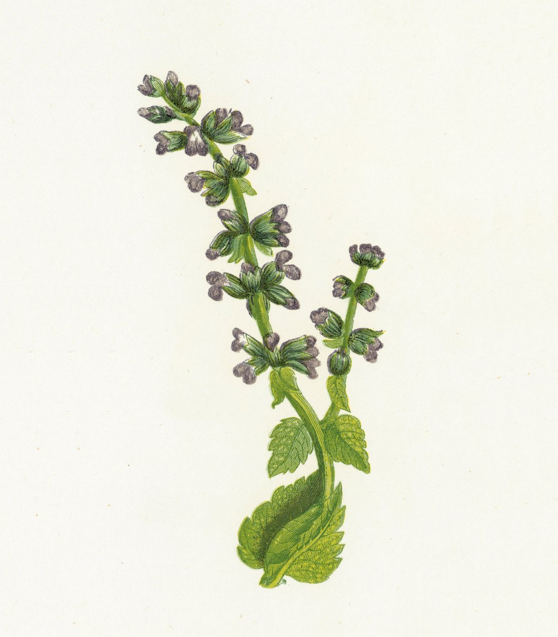 Wilde Englische Salbei, Salvia Verbenaca von English School