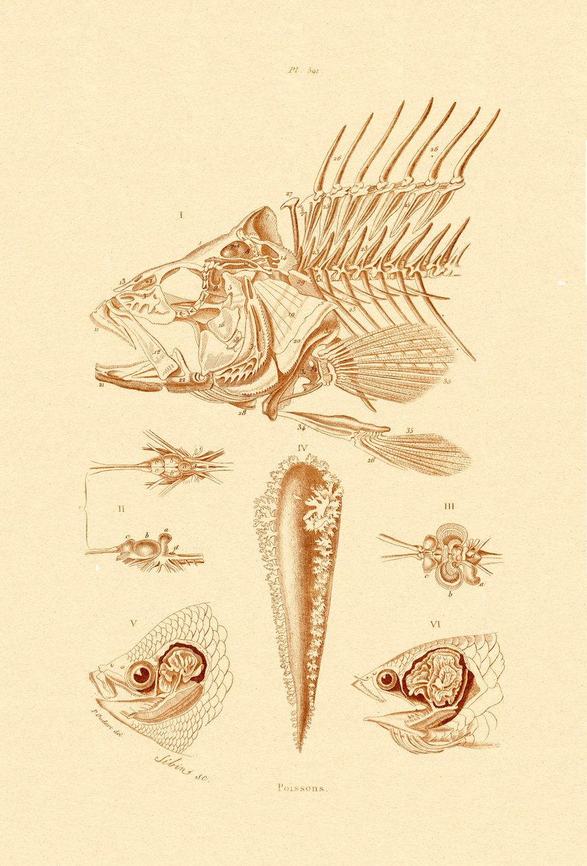 Fisch von French School