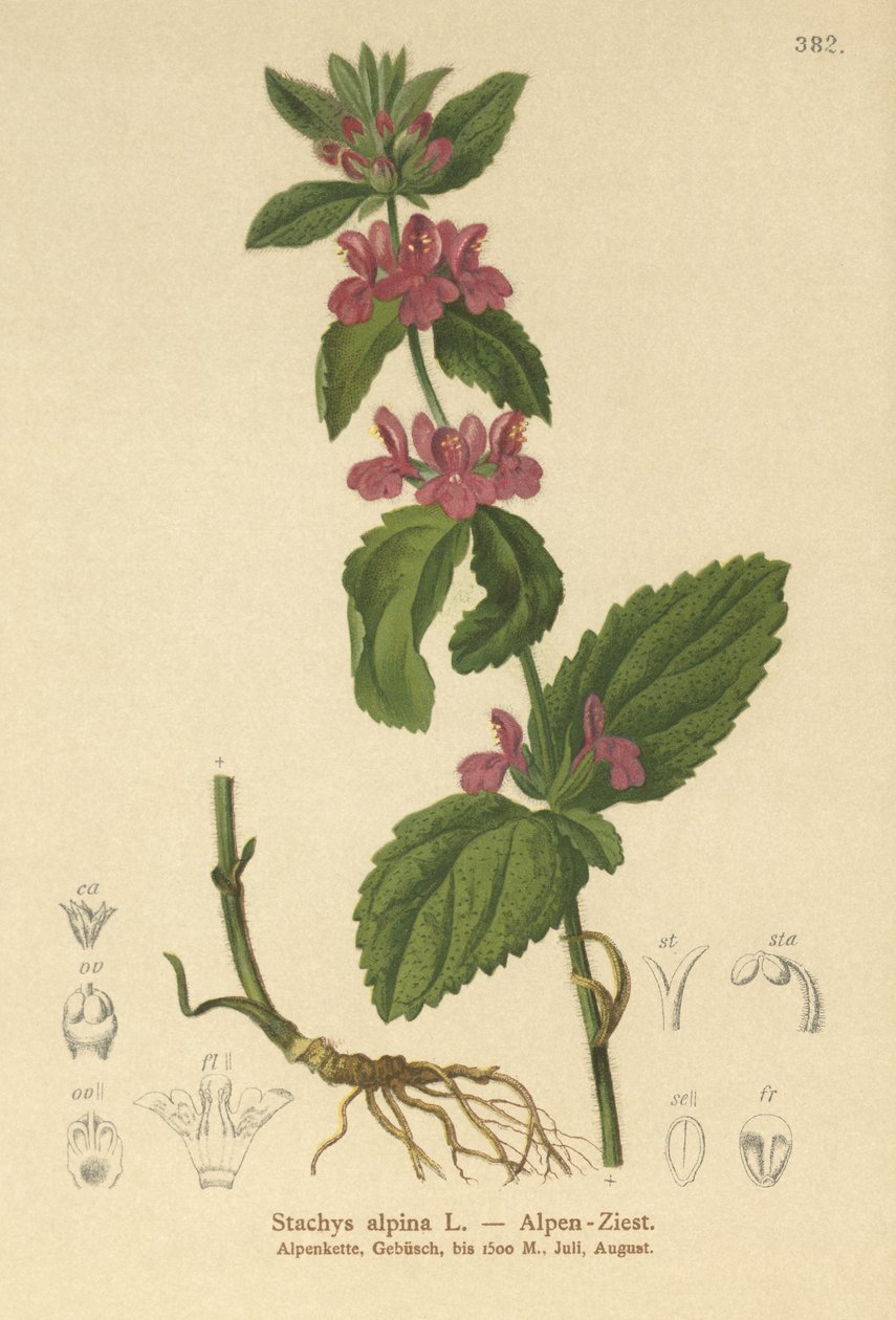 Alpen-Ziest (Stachys alpina) von German School