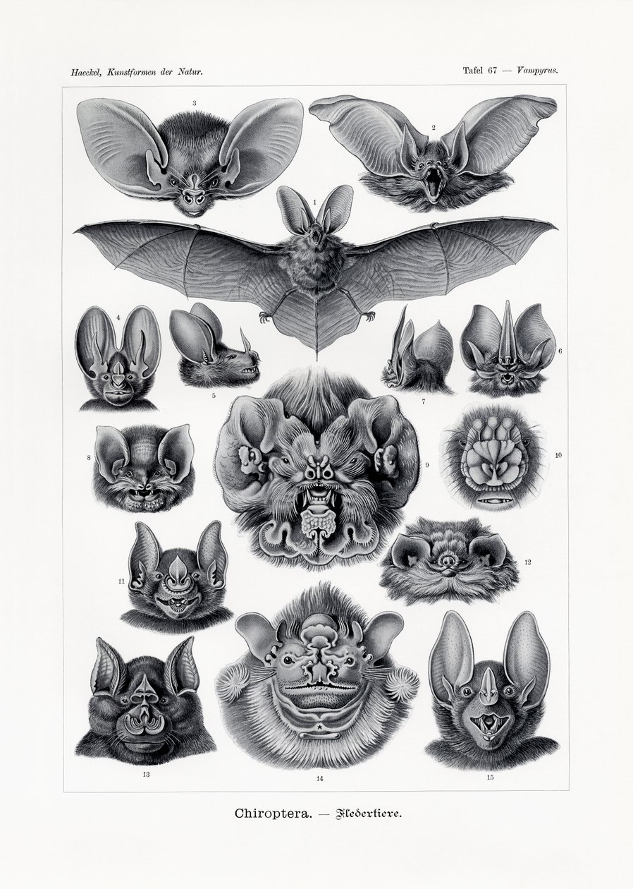 Chiroptera von German School