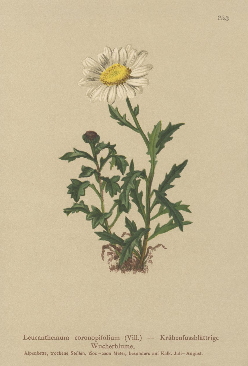 Margerite von German School
