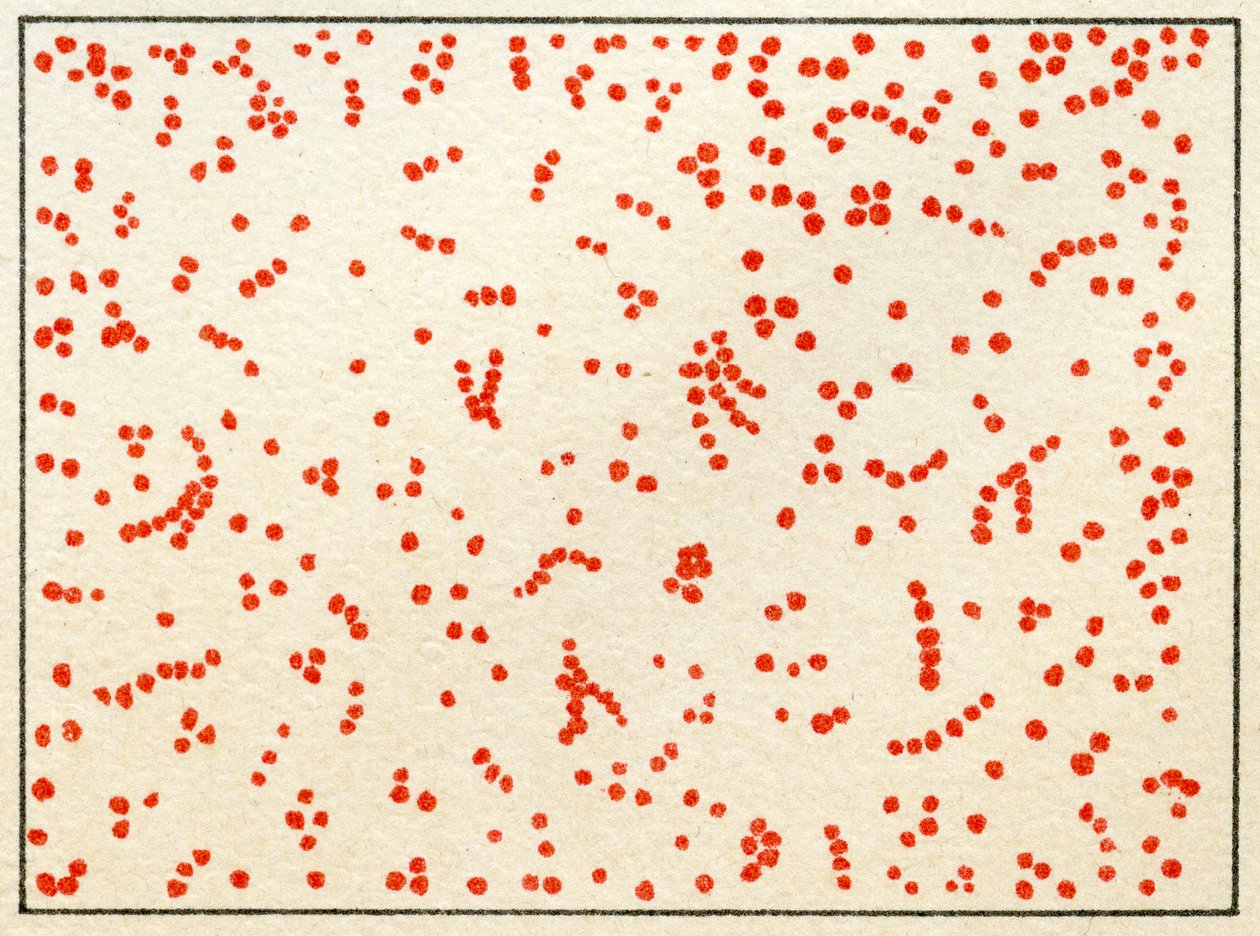 Probe von Micrococcus-Bakterien, ca. 1890 von German School