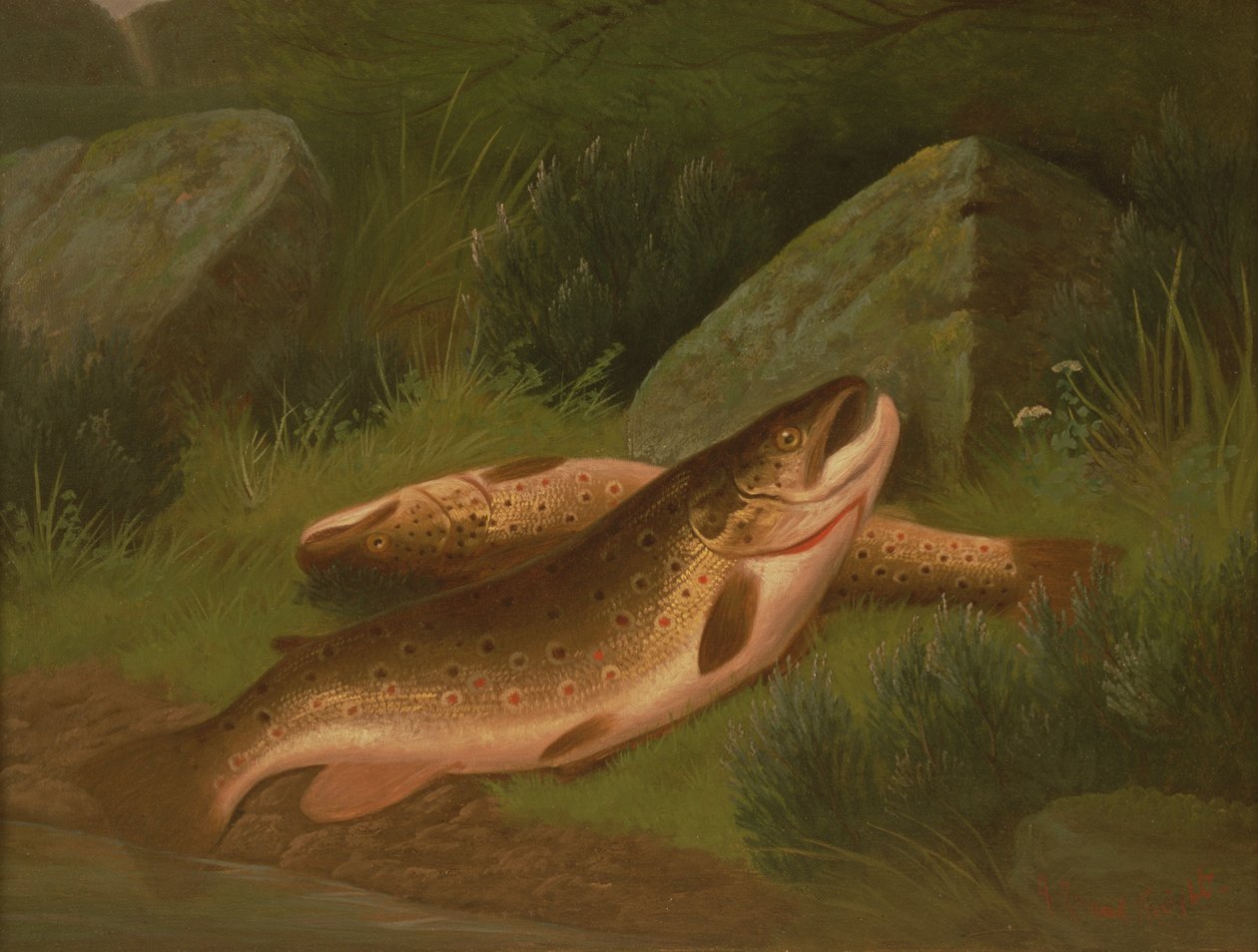 Bachforelle von A. Roland Knight