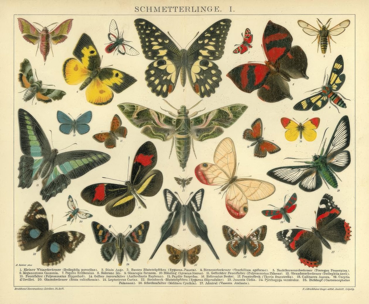 Schmetterlinge I von A. Reichert