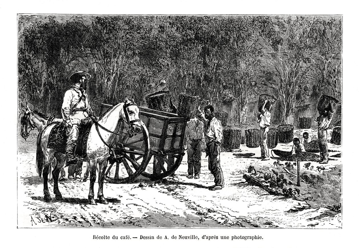 Kaffeeernte in Brasilien von A. de Neuville