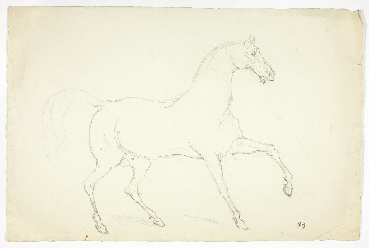 Hengst von Abraham Cooper