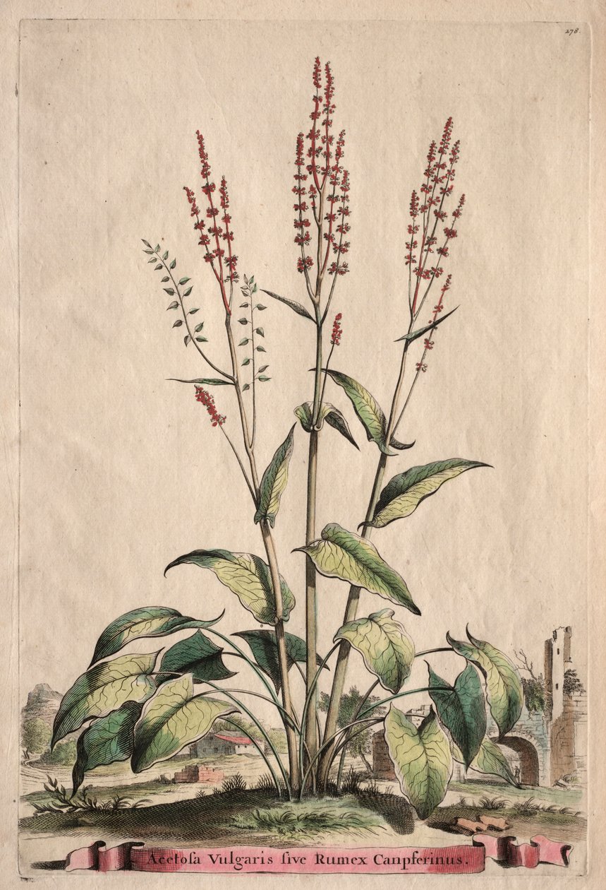 Phytographia Curiosa: Acetosa Vulgaris sive Rumex Canpferinus von Abraham Munting