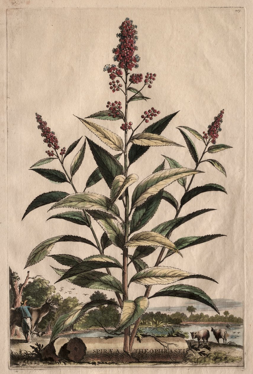 Phytographia Curiosa: Spiraea Theophrasti von Abraham Munting