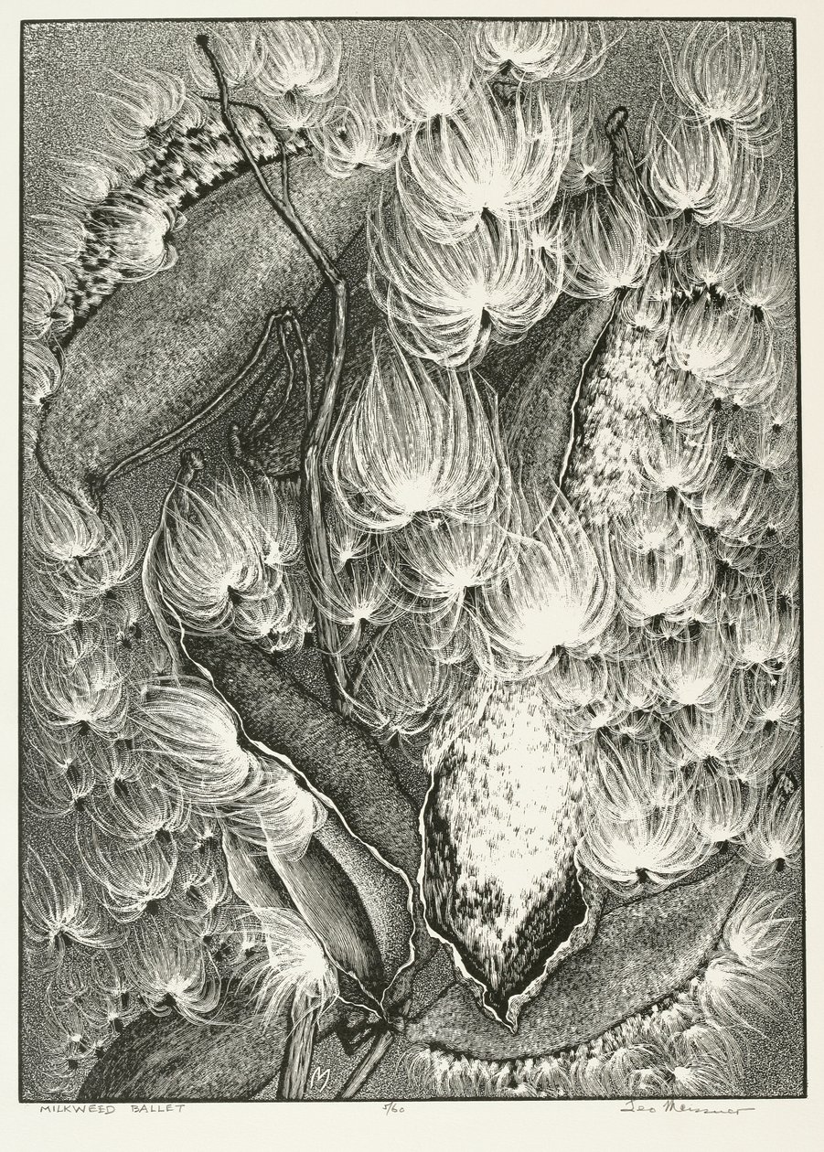 Seidenpflanzen-Ballett von Adolf Ernst Meissner