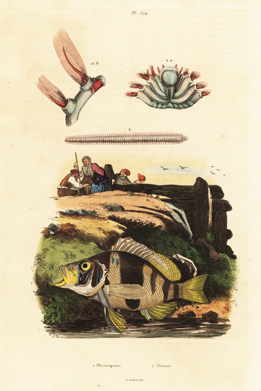 Gestreifter Hamletfisch und Seemäuse von Adolph (after) Fries
