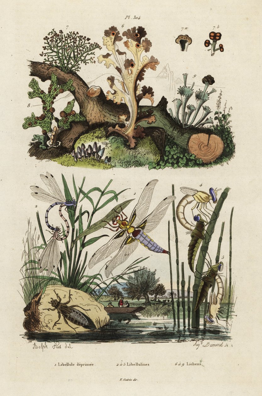 Libellen, 1834-1839 (Gravur) von Adolph (after) Fries