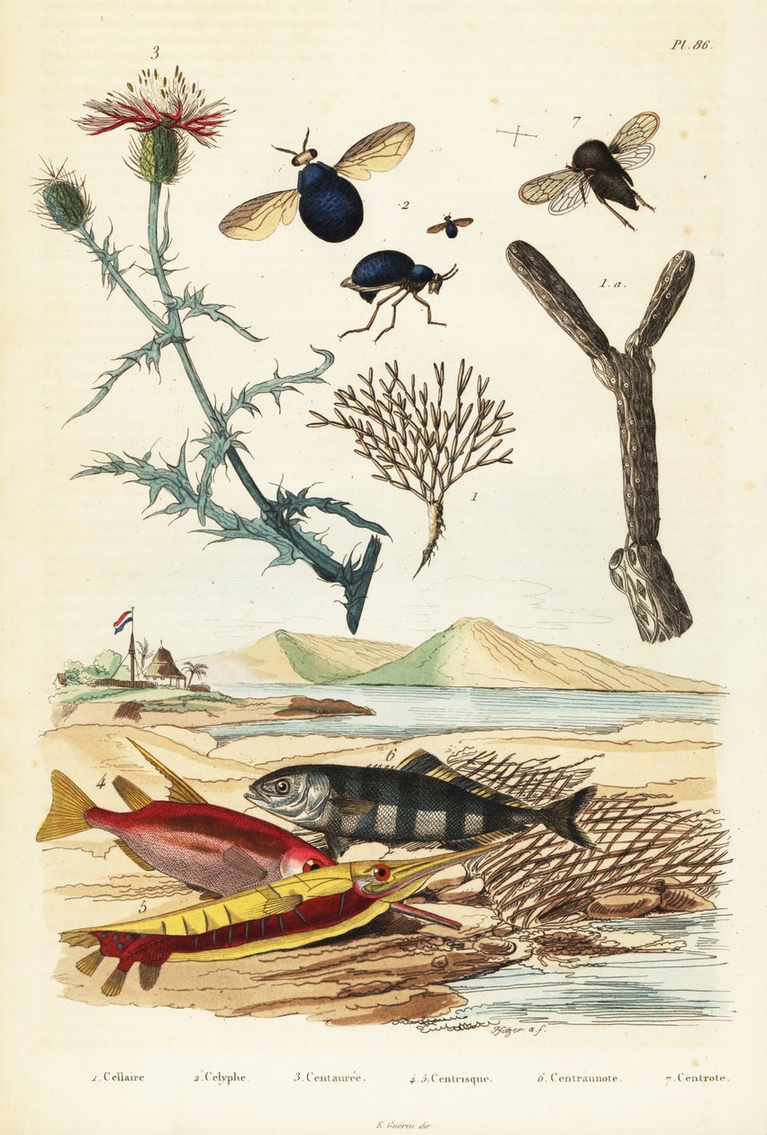 Flockenblume, Fisch und Käferfliegen von Adolph (after) Fries