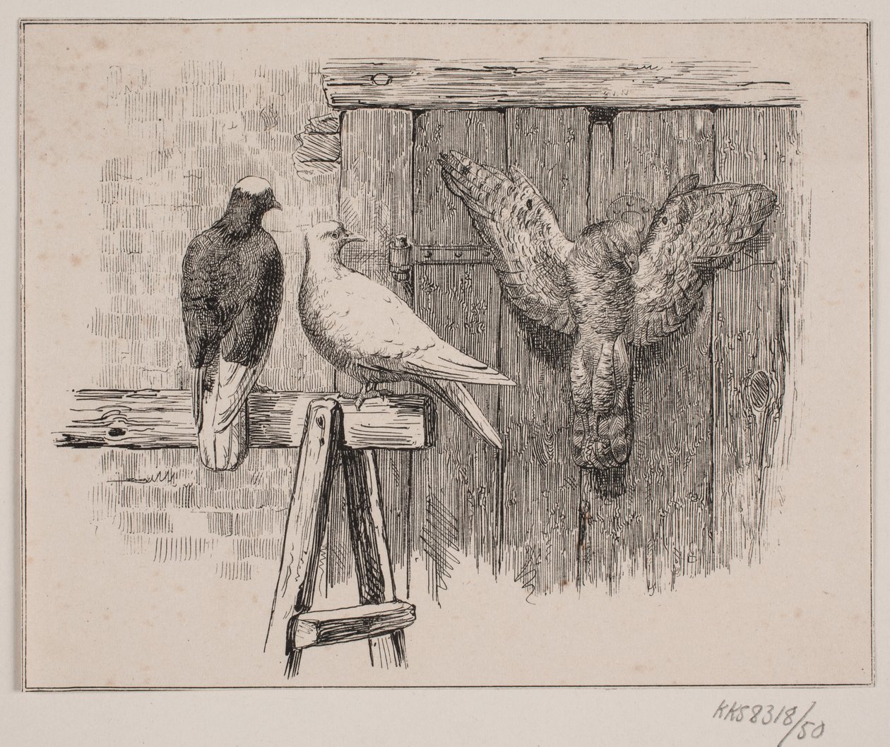 Die Tauben von Johan Adolph Kittendorff