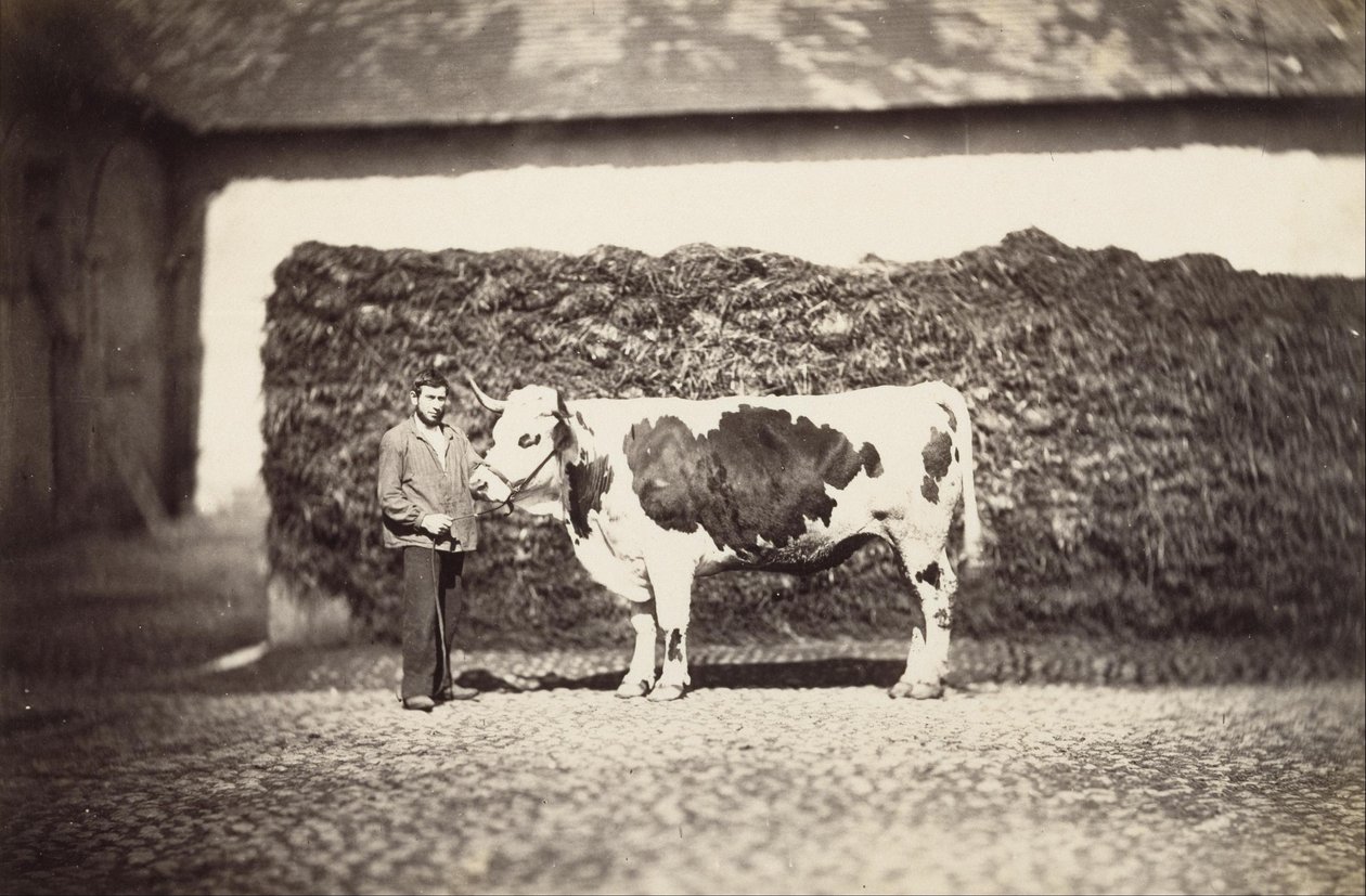 Preisgekrönter Stier von Adolphe Braun