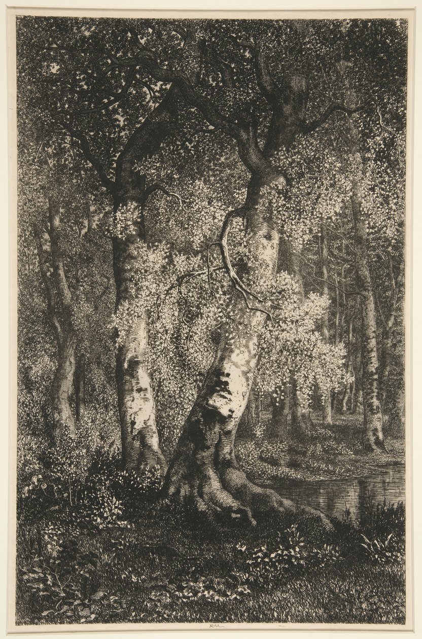 Die Buchen von Adolphe Martial Potemont