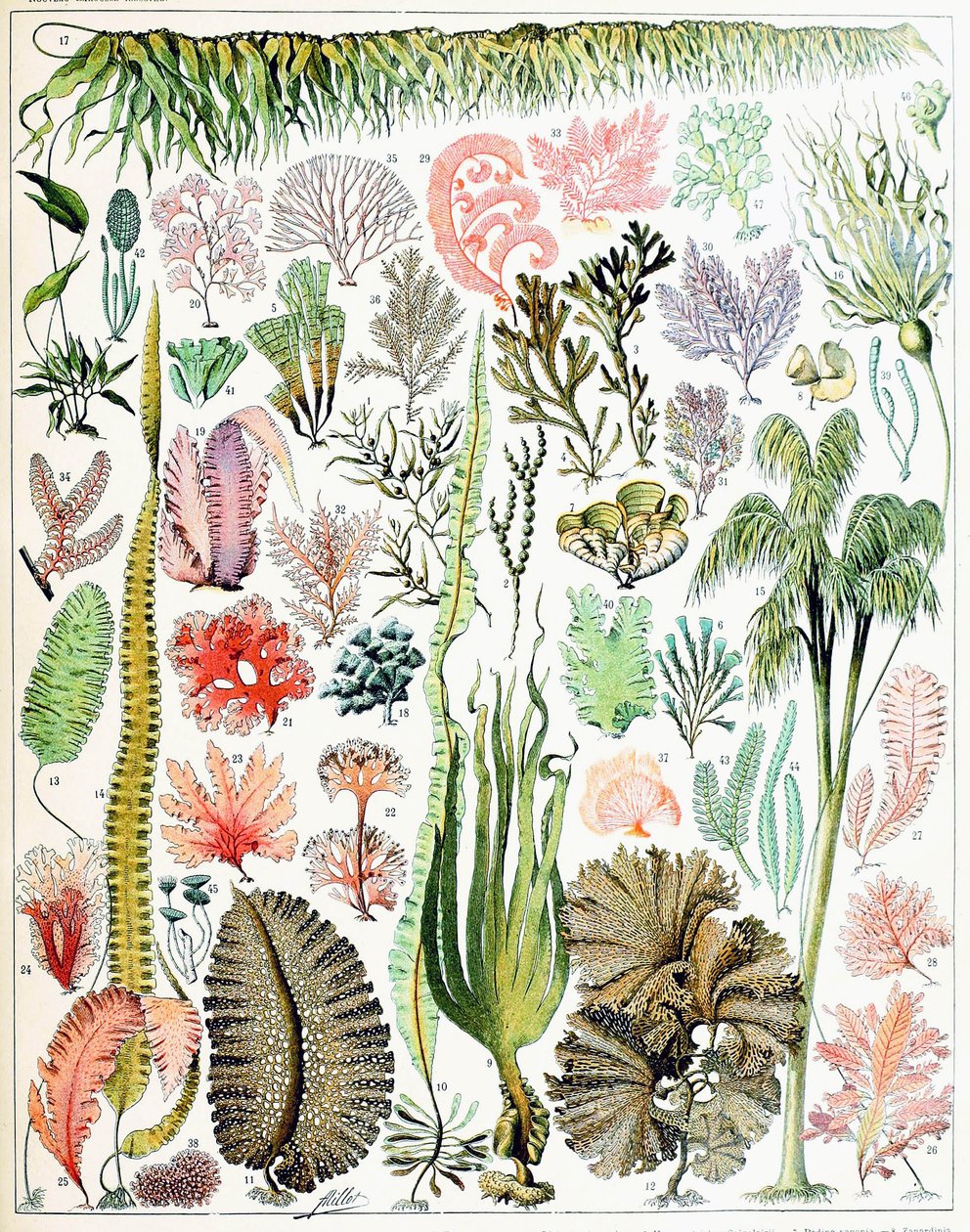 Illustration von Algen und Seetang von Adolphe Philippe Millot
