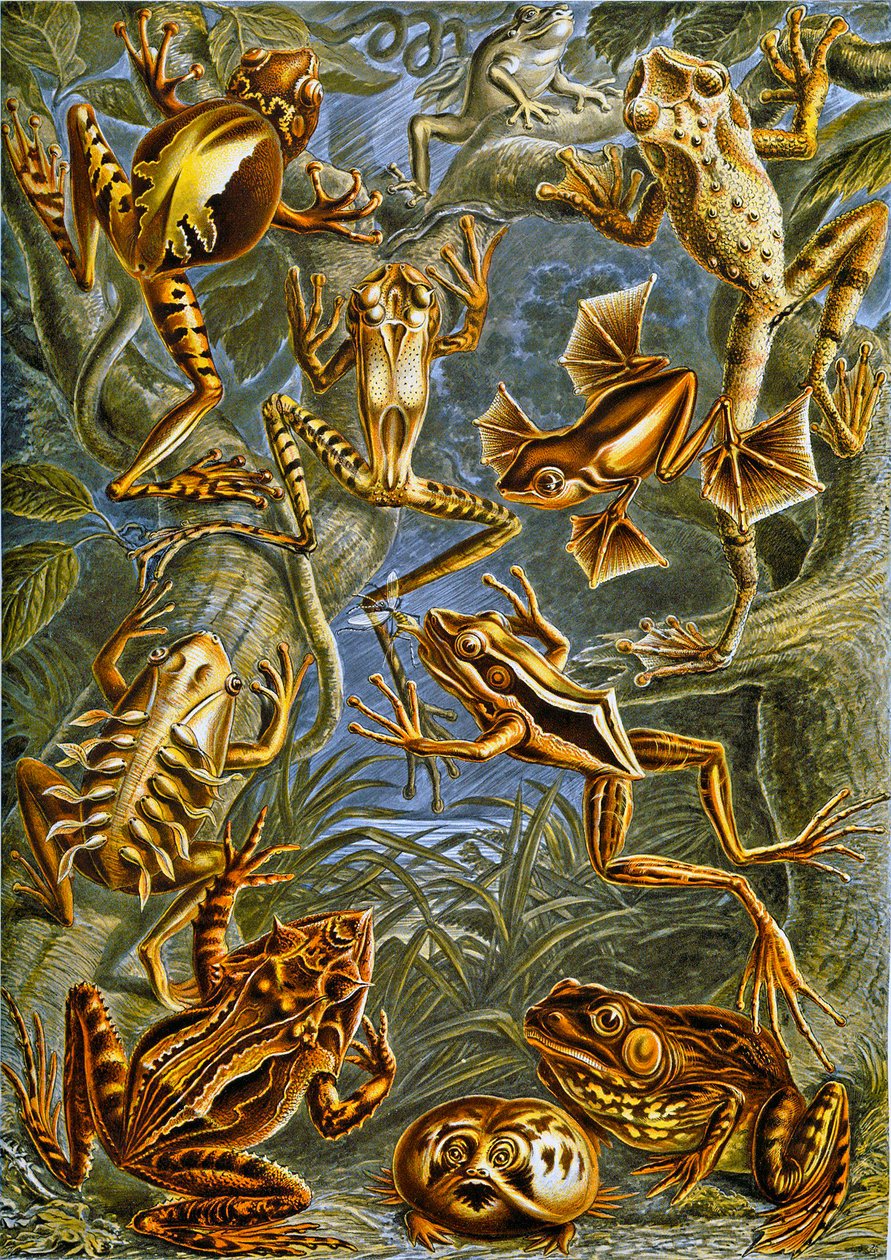 Illustration von Fröschen und Kröten, ca. 1909 von Adolphe Philippe Millot