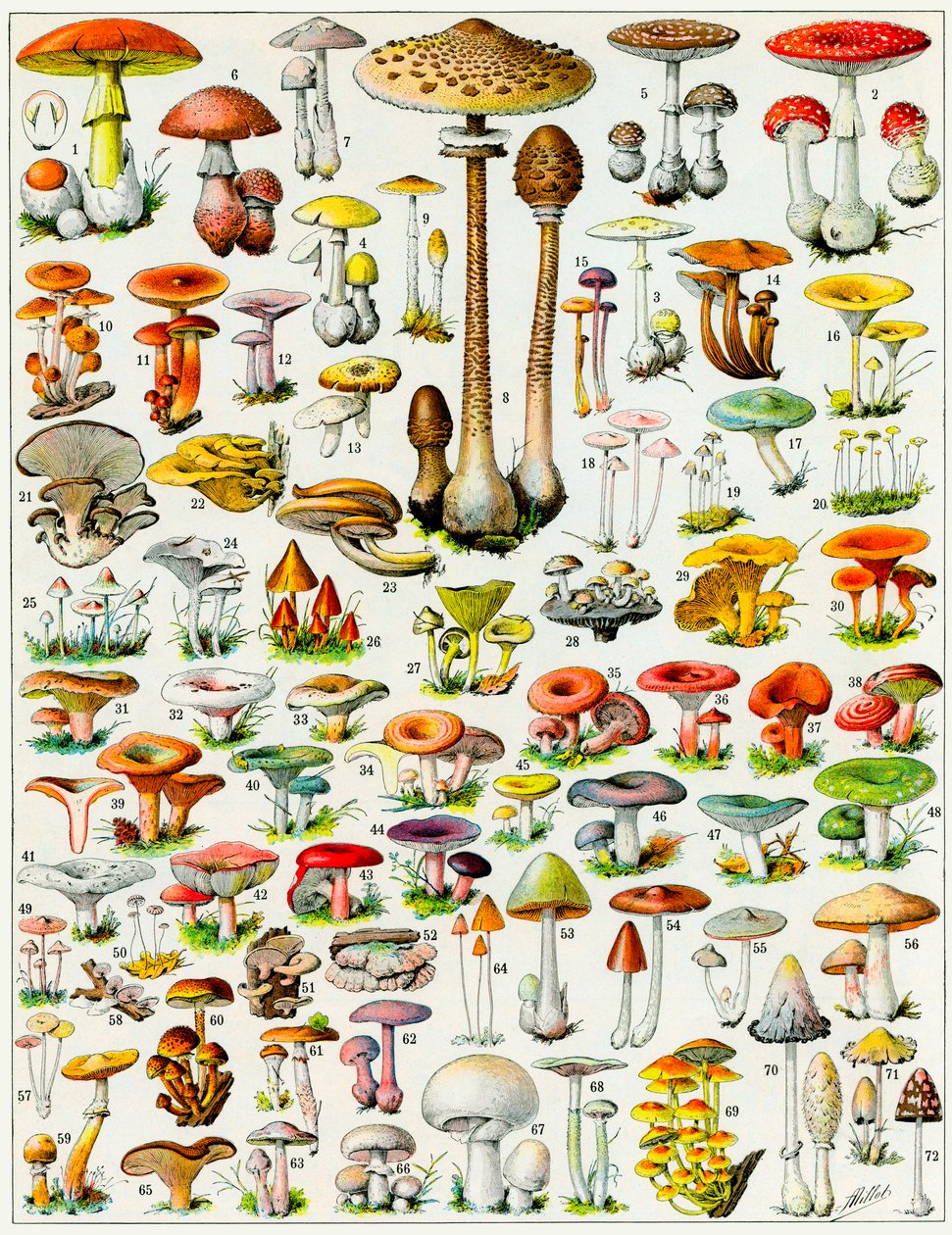 Illustration von Pilzen von Adolphe Philippe Millot