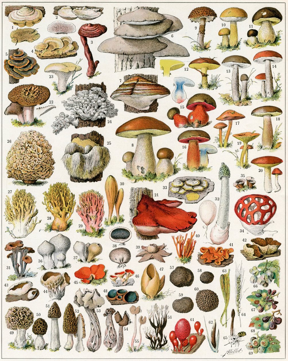 Illustration von Pilzen von Adolphe Philippe Millot