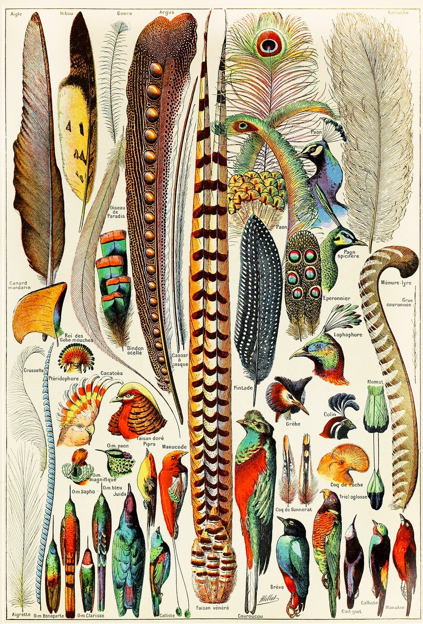 Illustration von Federn und Vögeln, ca. 1923 von Adolphe Philippe Millot