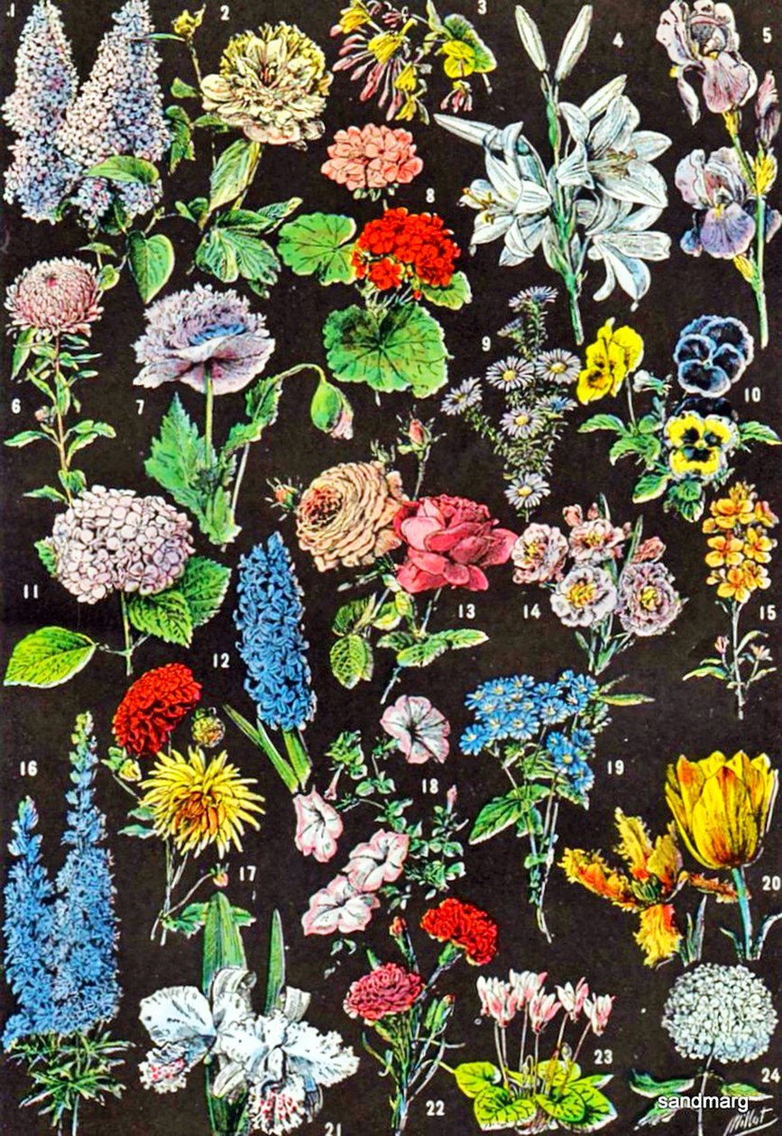 Illustration von Gartenblumen, ca. 1923 von Adolphe Philippe Millot