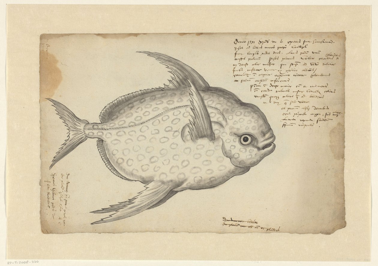 Opah (Lampris guttatus) von Adriaen Coenen